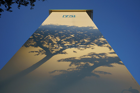 190213-tree shadows on flat golden sunlight evening_RS32858-m