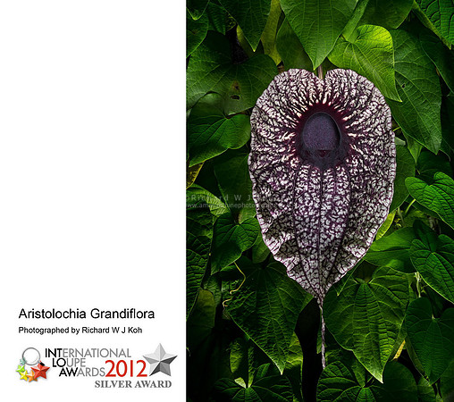 Aristolochia Grandiflora-International Loupe Awards-Silver