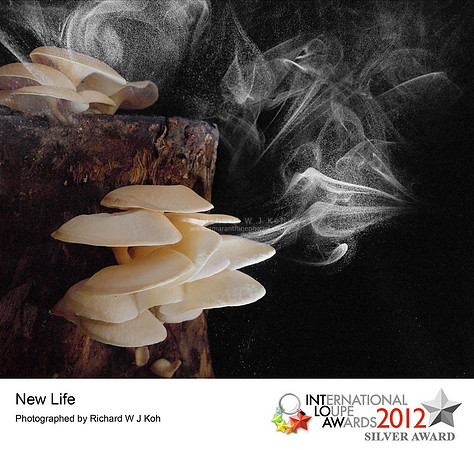 New Life-International Loupe Awards-Silver