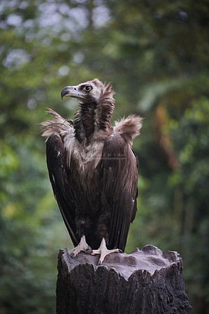 Jurong Birdpark