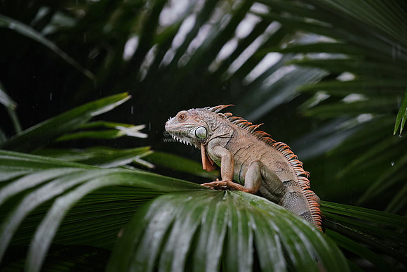 Jurong Birdpark