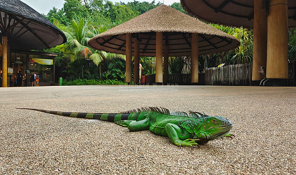 Jurong Birdpark