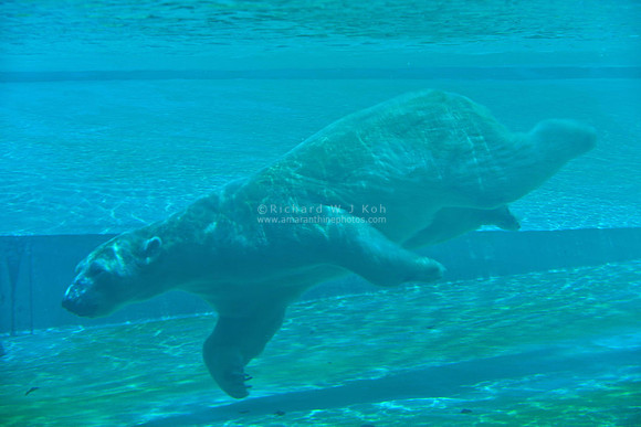 Singapore Zoo