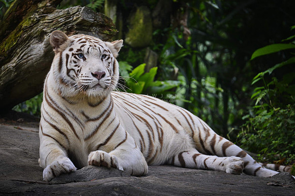 Singapore Zoo