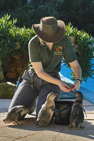 Caversham Wildlife Park