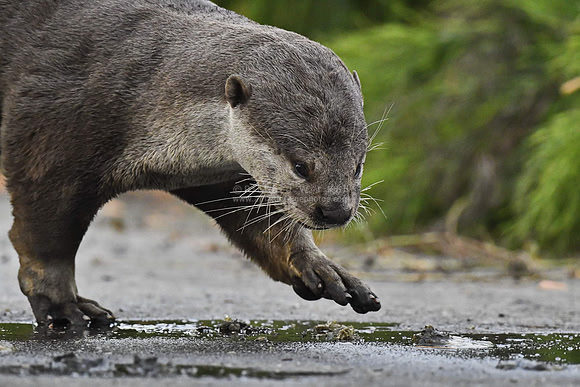 Wild otter, Singapore