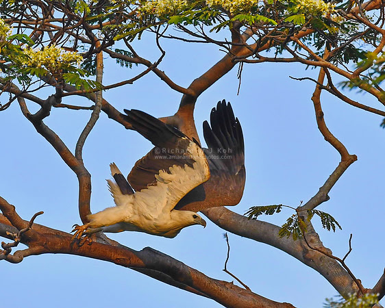 White-bellied Sea Eagle, Singapore