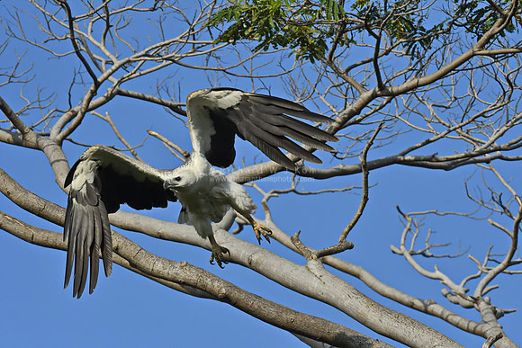 White-bellied Sea Eagle, Singapore