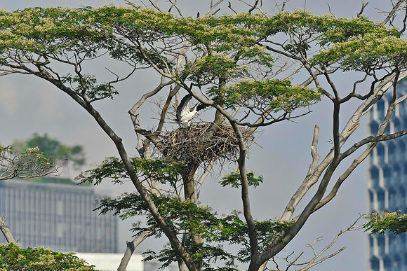 White-bellied Sea Eagle, Singapore