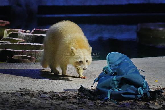 Night Safari
