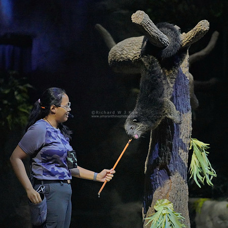 Night Safari