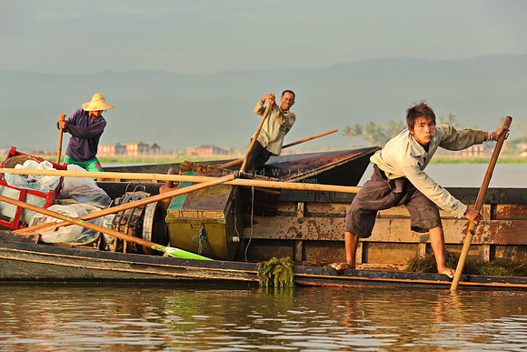 Inle Lake young men harvesting water plants to make fertilizer