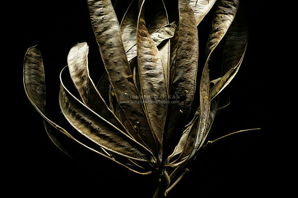 16-pod-bunch-WJ3H2864s