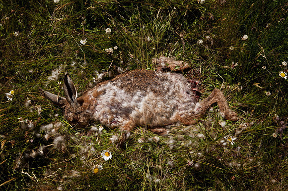 Dead rabbit