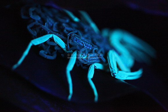 Scorpion with young ones on her back