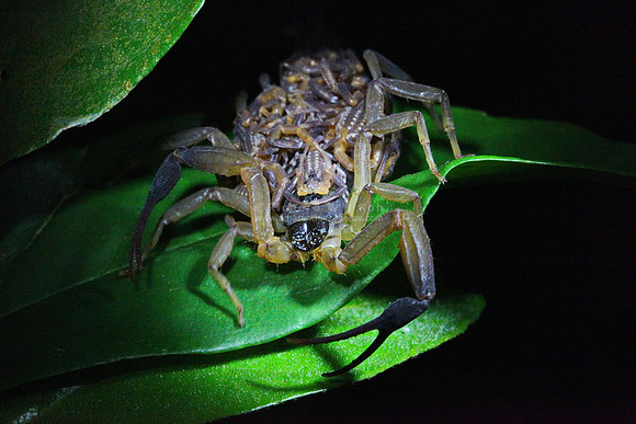 Scorpion with young ones on her back