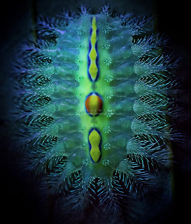 Macro nature photography