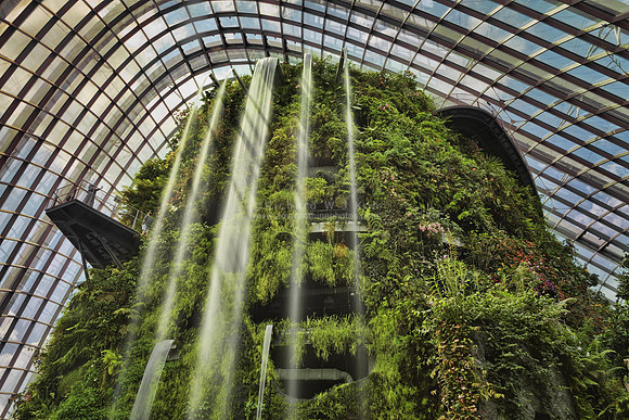 Cloud Forest
