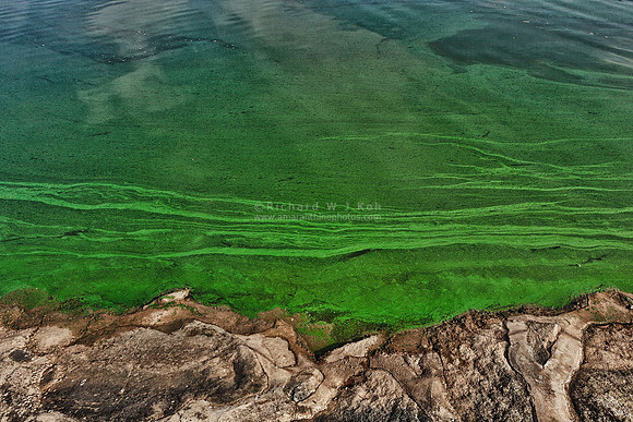 Algae Bloom due to global warming