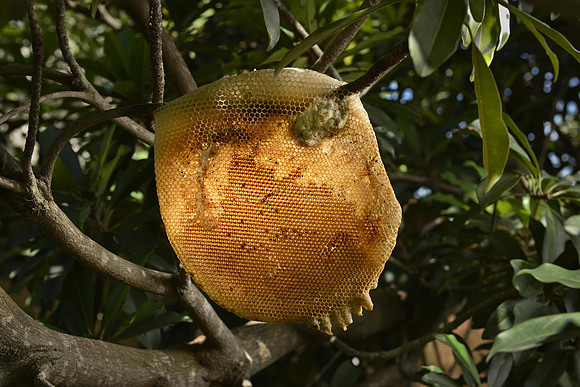 Empty bee hive due to bees absconding
