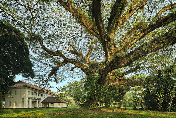 Heritage Tree, Seletar