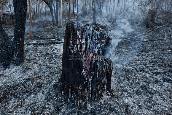 Controlled or prescribed burn, also known as hazard reduction burning, backfire, swailing, or a burn-off