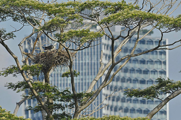 White bellied sea eagle on a nest in a tree. Urban wildlife.