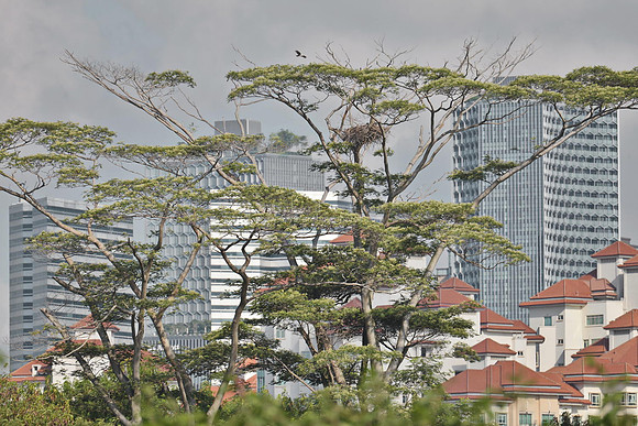White bellied sea eagle near a nest in a tree. Urban wildlife.