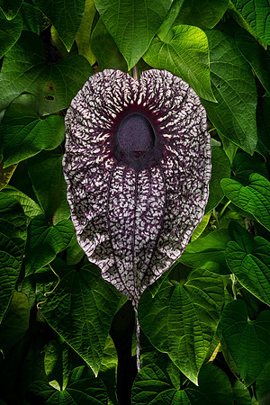 Aristolochia grandiflora
