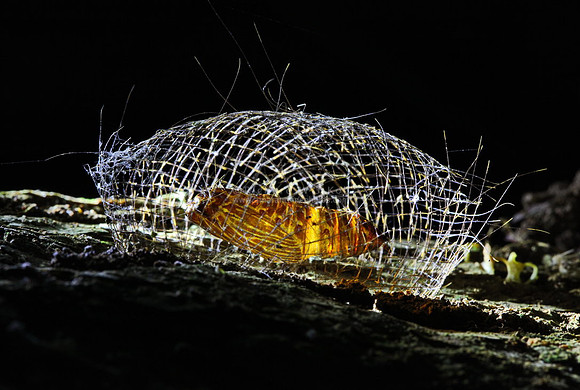 Chrysalis