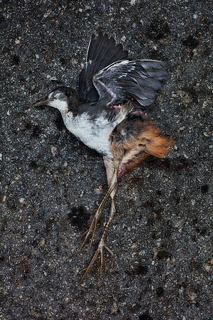 Dead bird