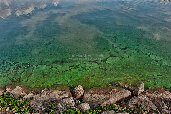 Algae Bloom