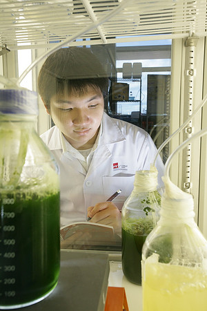Algae research