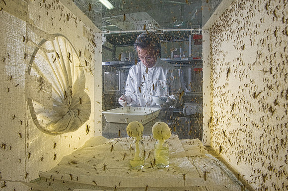 National Environment Agency 10th anniversary book commission - Mosquito Man