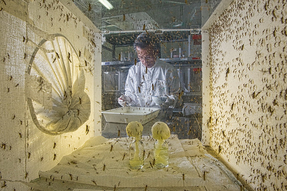 Mosquito research for disease control